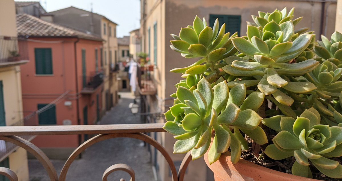 questa-pianta-da-balcone-resiste-al-vento-meglio-di-quanto-immagini