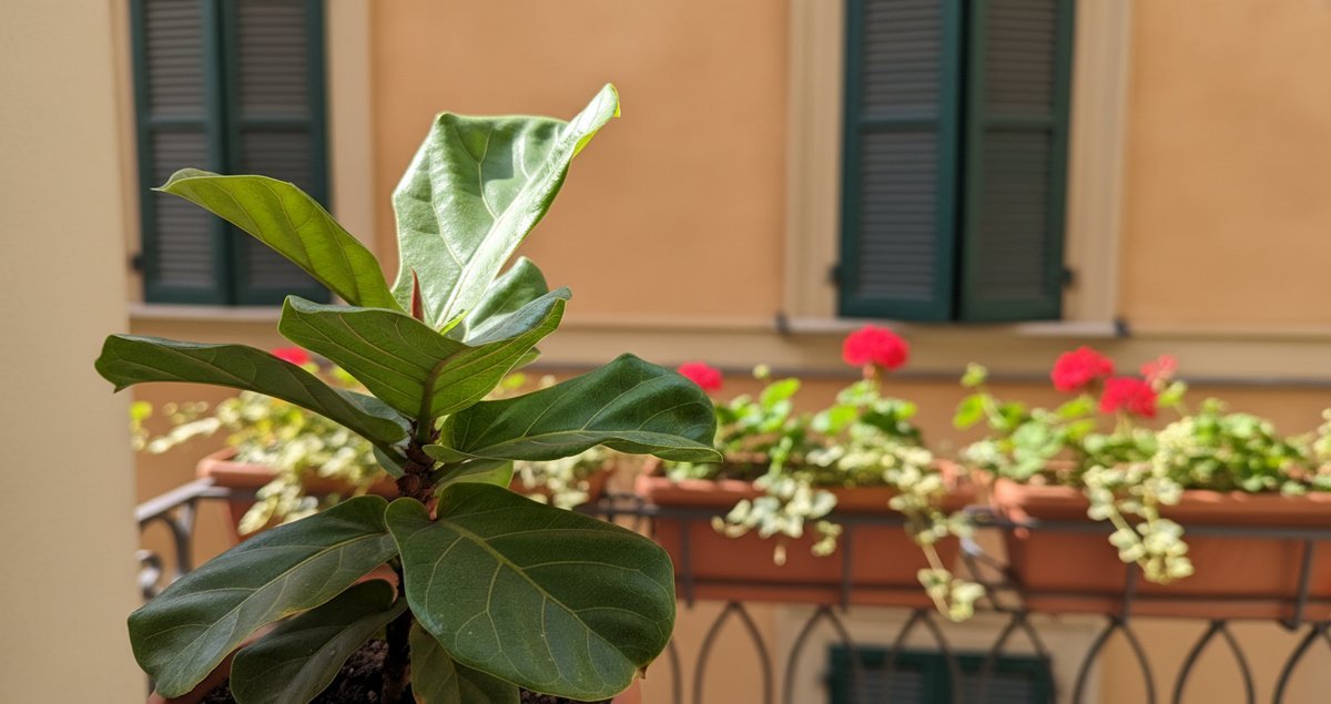 addio-moscerini-del-terriccio-per-sempre-rimedio-naturale-batte-pesticidi