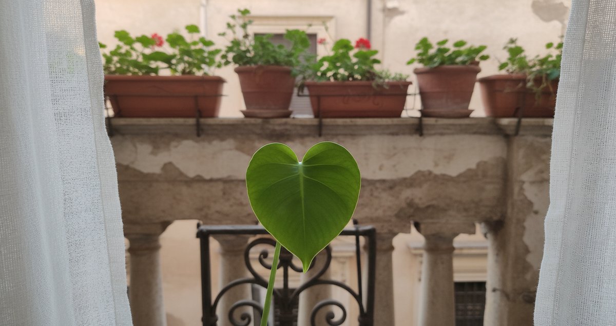 foglie-monstera-piccole-perche-non-si-dividono