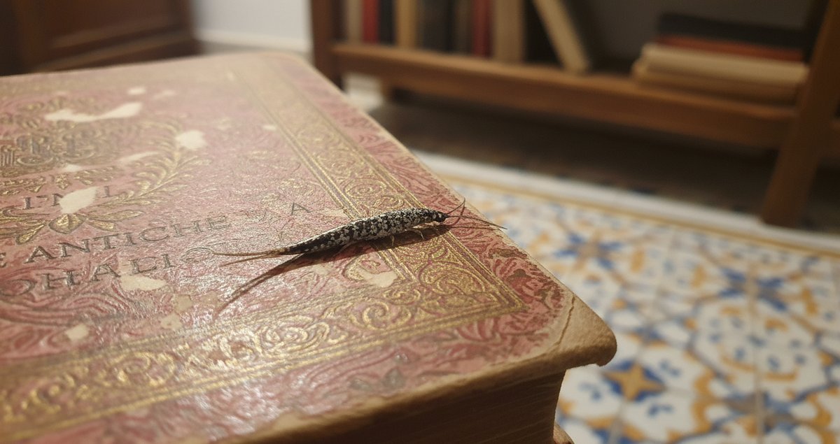 silverfish-in-your-home-il-problema-nascosto-che-tutti-sottovalutano