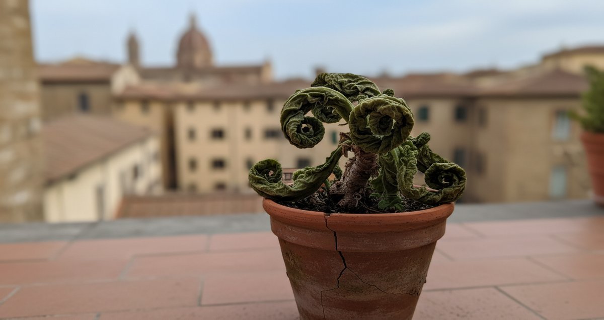 questa-pianta-da-balcone-resiste-al-vento